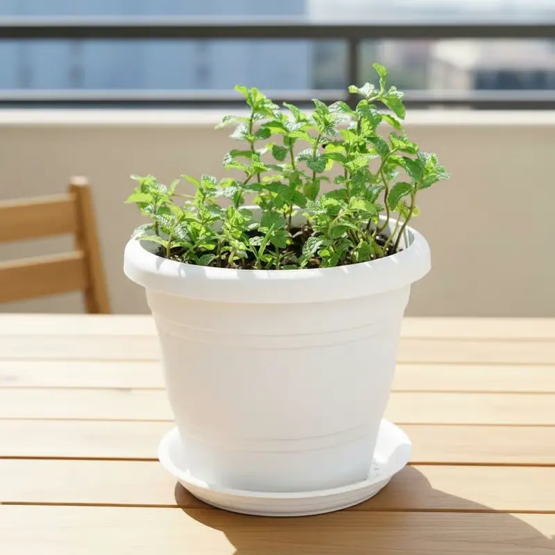 Mint Pudina in 8 Inch Classy White Plastic Pot with Tray